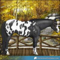 Horse Color:Black Blanket 