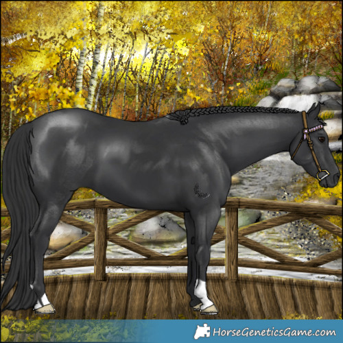 Horse Color:Black 