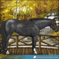 Horse Color:Black 