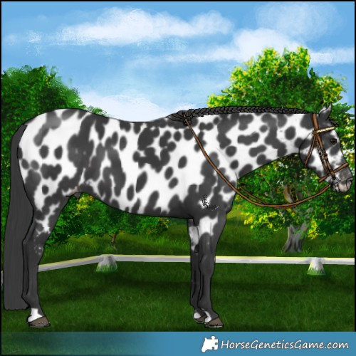 Horse Color:Black Appaloosa