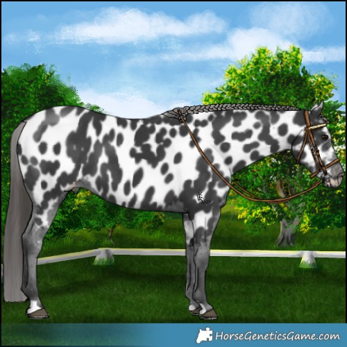 Horse Color:Black Near Leopard 