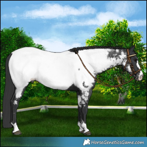 Horse Color:Black Appaloosa