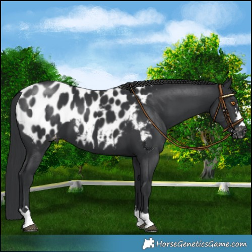 Horse Color:Black Appaloosa