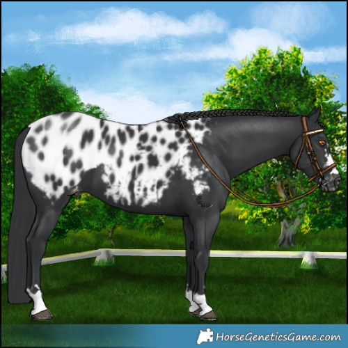 Horse Color:Black Near Leopard 