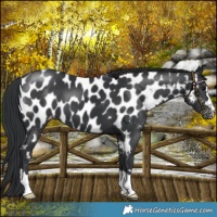 Horse Color:Black Near Leopard