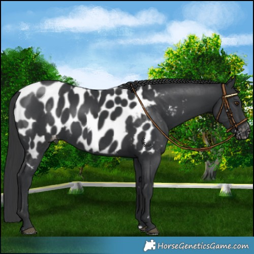 Horse Color:Black Appaloosa