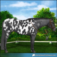 Horse Color:Black Near Leopard 