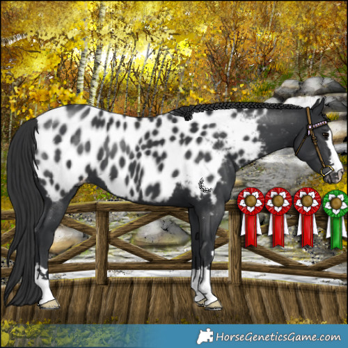 Horse Color:Black Appaloosa 