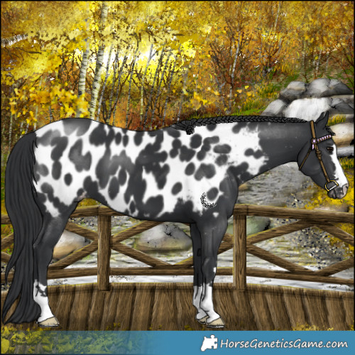 Horse Color:Black Appaloosa 