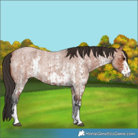 Horse Color:Bay Roan Sabino Rabicano  and Bay Roan Sabino Rabicano 