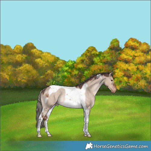 Horse Color:Liver Red Dun Mushroom Tobiano Appaloosa Rabicano 