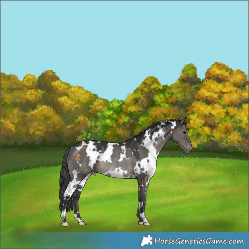 Horse Color:White Spotted Grullo Mushroom Appaloosa Rabicano 