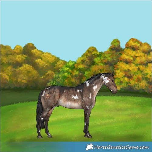 Horse Color:White Spotted Bay Dun Rabicano Brindle 