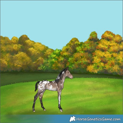 Horse Color:White Spotted Brown Dun Mushroom Appaloosa Rabicano
