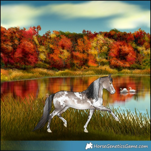 Horse Color:White Spotted Bay Dun Mushroom Rabicano 
