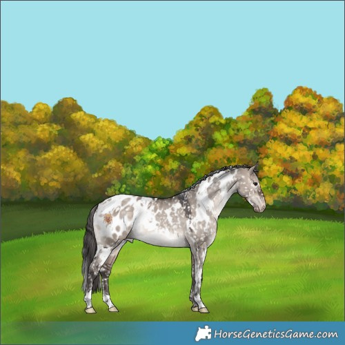 Horse Color:White Spotted Bay Dun Mushroom Appaloosa Rabicano 