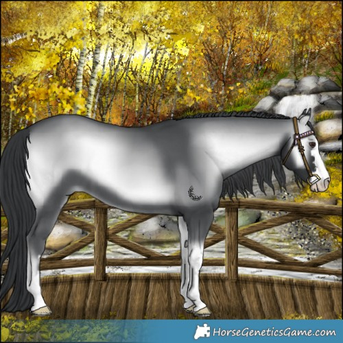 Horse Color:Blue Onyx Chinchilla 