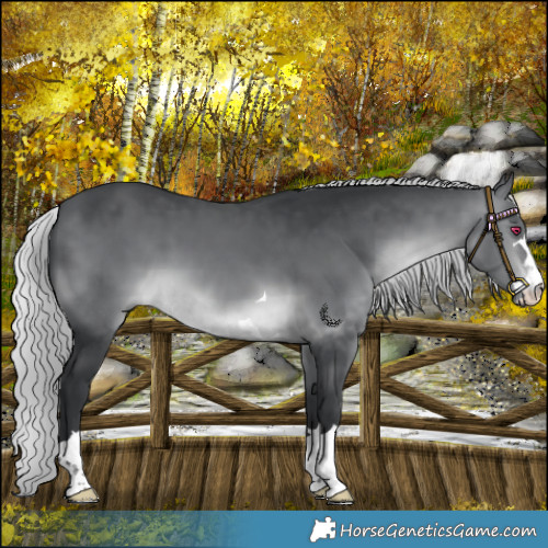 Horse Color:Silver Brown Chinchilla 