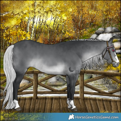 Horse Color:Silver Brown Chinchilla 