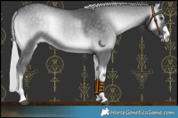 Horse Color:Silver Blue Onyx Chinchilla Rabicano 