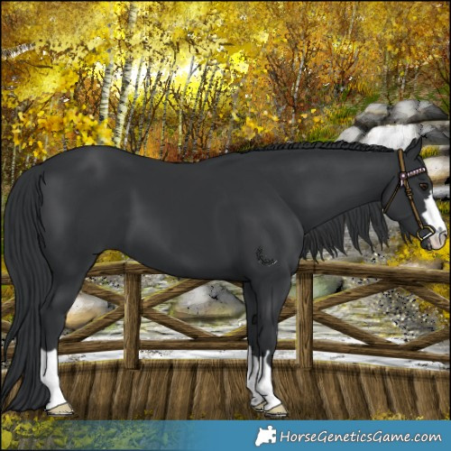 Horse Color:Black Chinchilla 