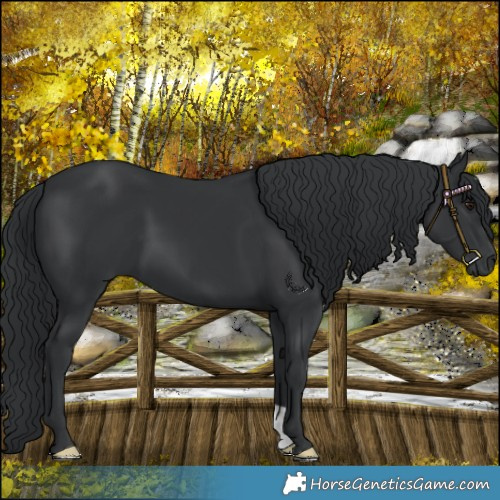 Horse Color:Black Chinchilla 