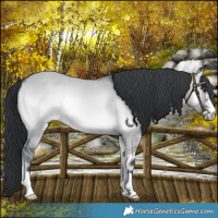 Horse Color:Grullo Chinchilla Onyx Rabicano
