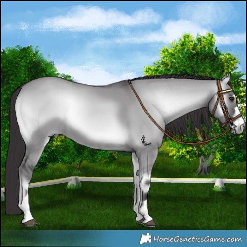 Horse Color:Smoky Grullo Chinchilla Onyx 
