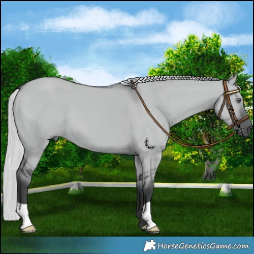Horse Color:Silver Grullo Chinchilla 