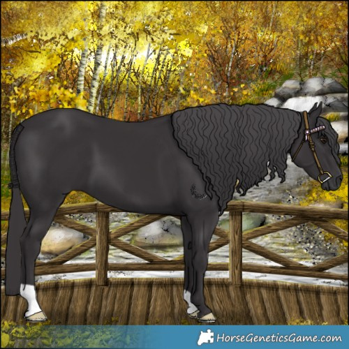 Horse Color:Smoky Black Chinchilla 