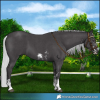 Horse Color:Silver Smoky Black Chinchilla Sabino 