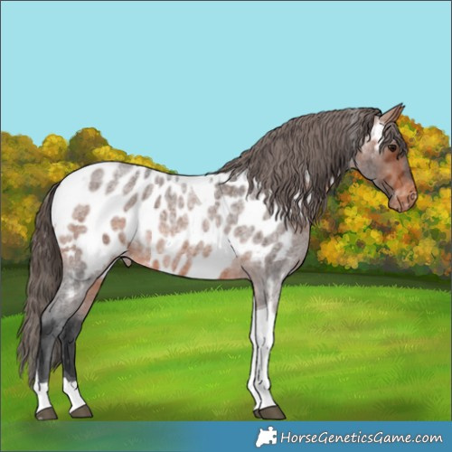 Horse Color:Bay Roan Tobiano Appaloosa Rabicano 