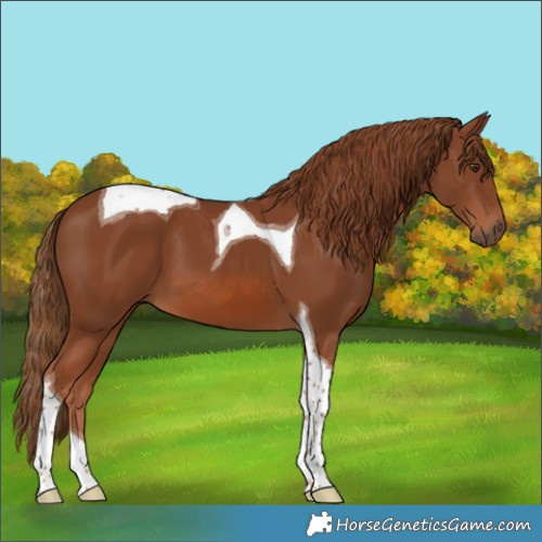 Horse Color:Chestnut Tobiano 