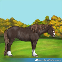 Horse Color:Liver Chestnut Rabicano
