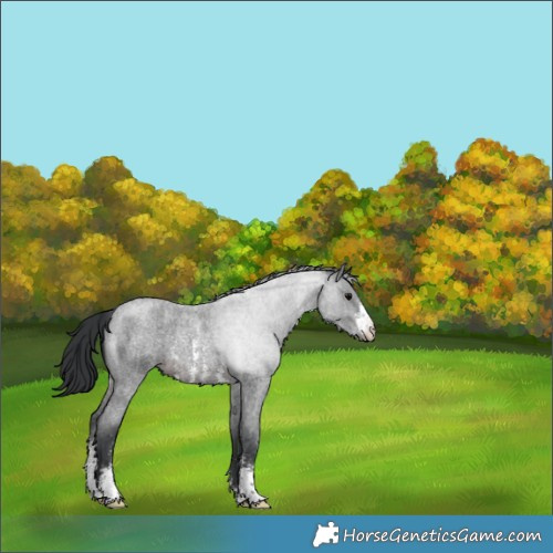 Horse Color:Brown Roan Sabino Varnish 