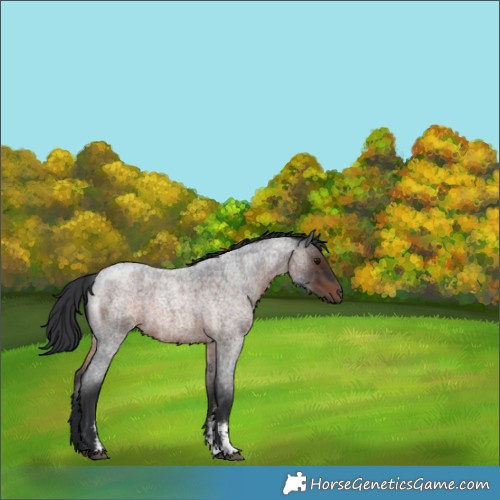 Horse Color:Brown Roan Sabino