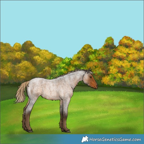 Horse Color:Chocolate Palomino Roan 