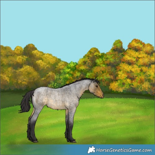 Horse Color:Buckskin Roan 
