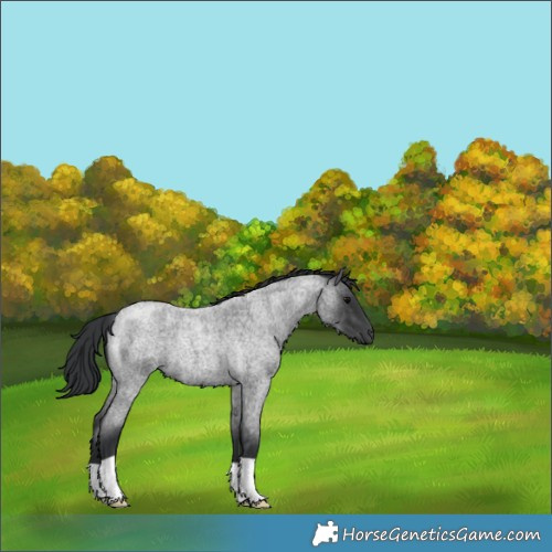 Horse Color:Blue Roan 