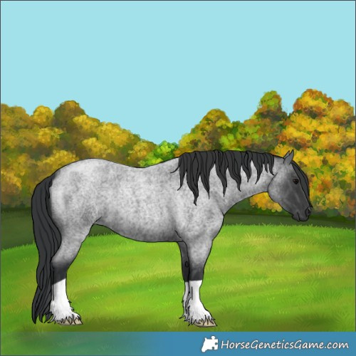 Horse Color:Blue Roan 