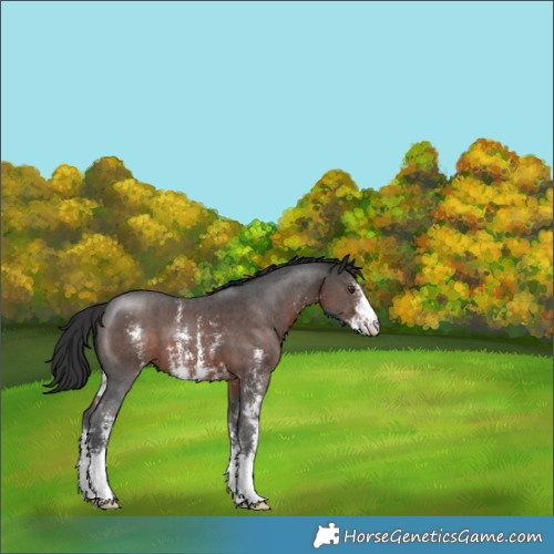 Horse Color:Liver Chestnut Sabino 