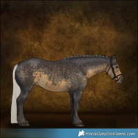 Horse Color:Silver Smoky Black 