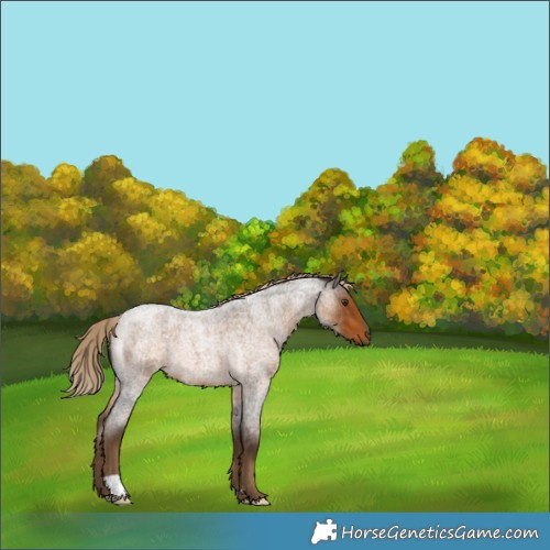 Horse Color:Chocolate Palomino Roan 