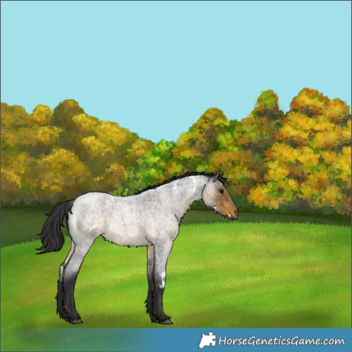 Horse Color:White Spotted Buckskin Roan 
