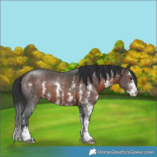 Horse Color:Brown Sabino
