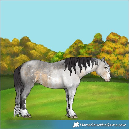 Horse Color:Buckskin Roan Sabino Appaloosa 