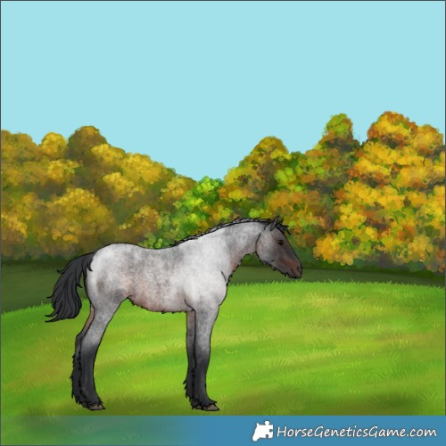 Horse Color:Brown Roan 