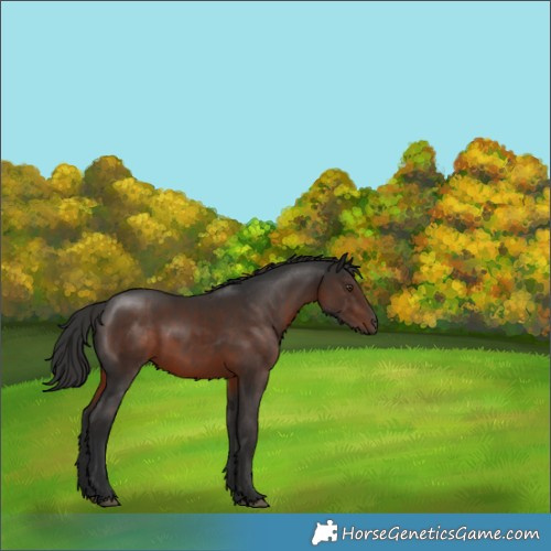 Horse Color:Liver Chestnut 