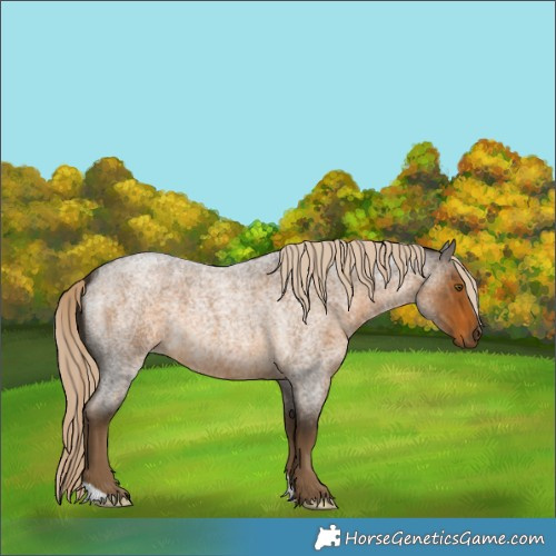 Horse Color:Chocolate Palomino Roan 