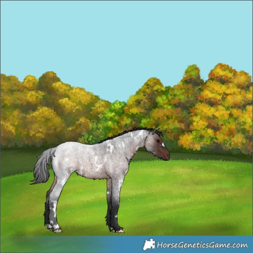 Horse Color:White Spotted Brown Roan